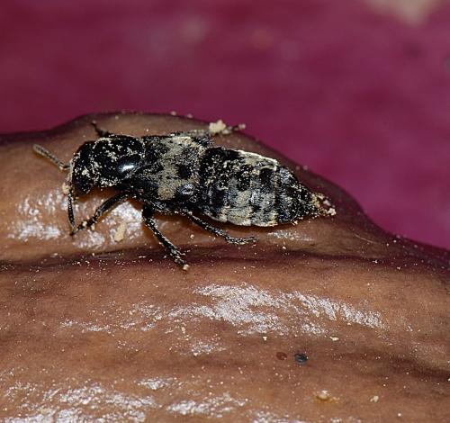 Creophilus maxillosus